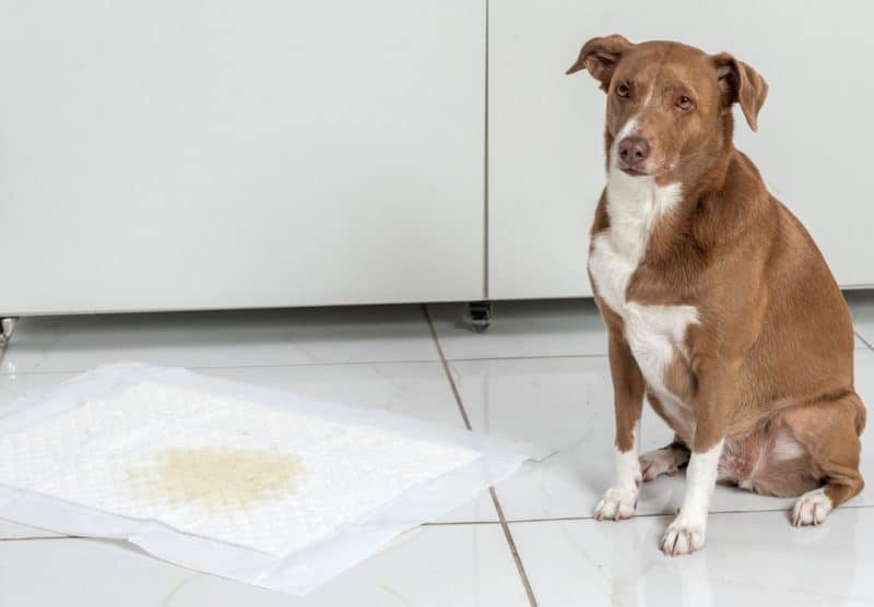 Enseñar a un perro a hacer pipi fuera de casa - TomVets veterinario a domicilio