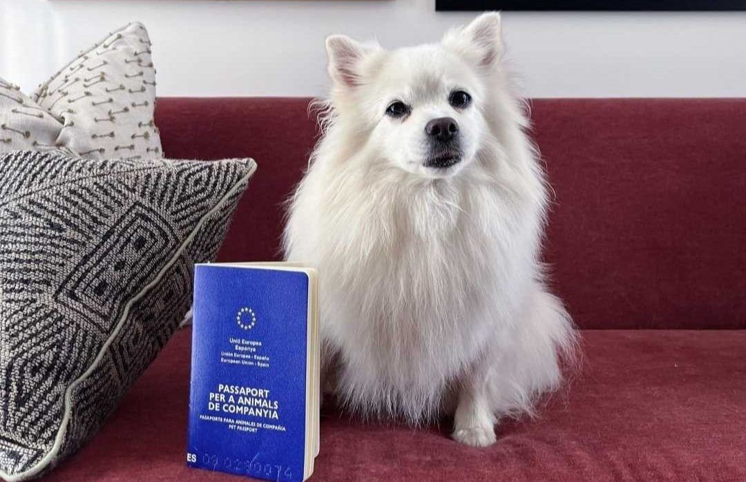 certificado de salud viajar perro gato - TomVets