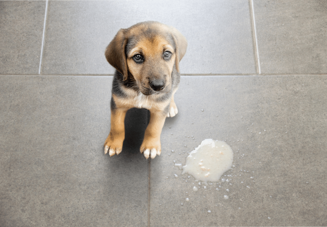 Problema gastrointestinal mascotas - TomVets veterinario a domicilio