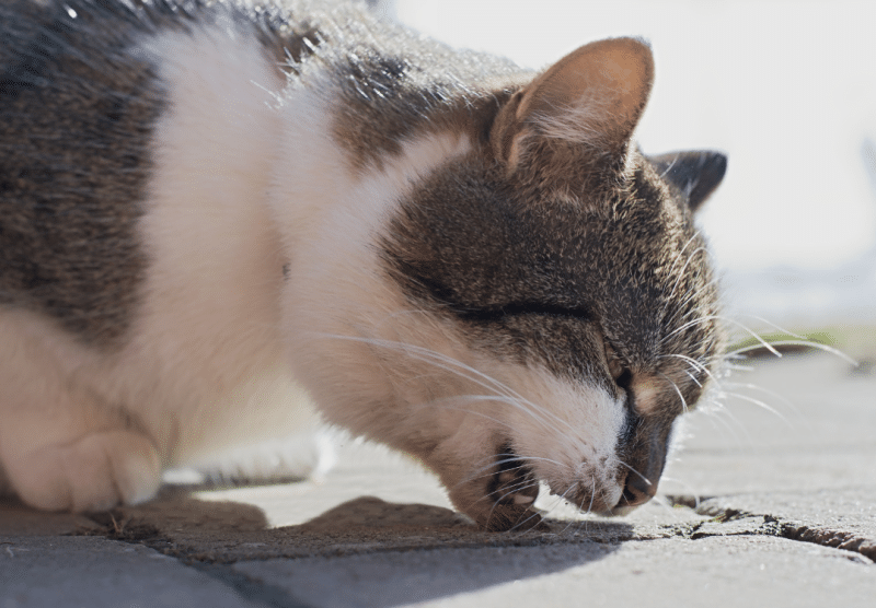 Problema gastrointestinal mascotas - TomVets veterinario a domicilio
