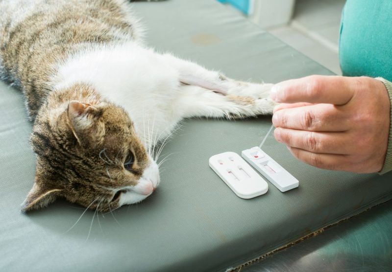 Gato con leucemia puede vivir con otros gatos - TomVets
