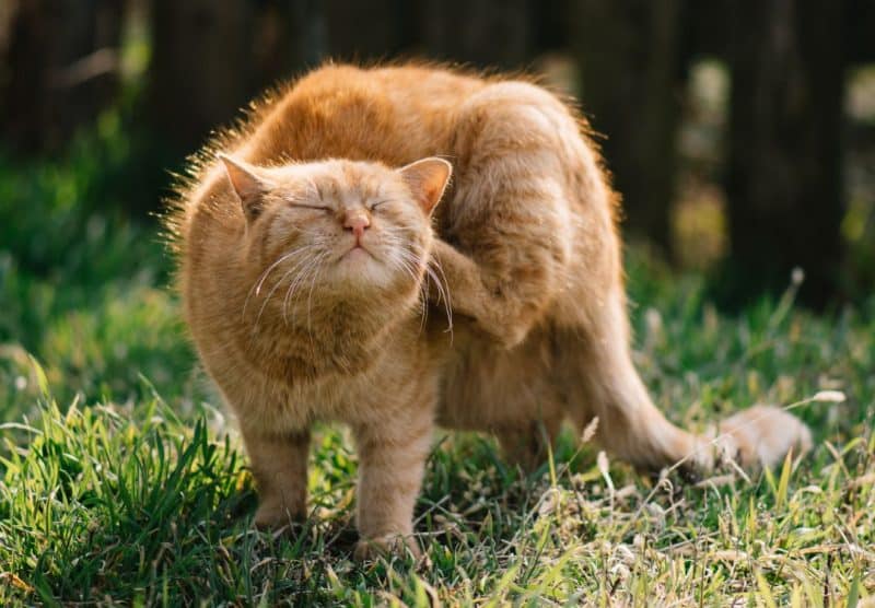 Tiña en gatos tratamiento - TomVets veterinario a domicilio