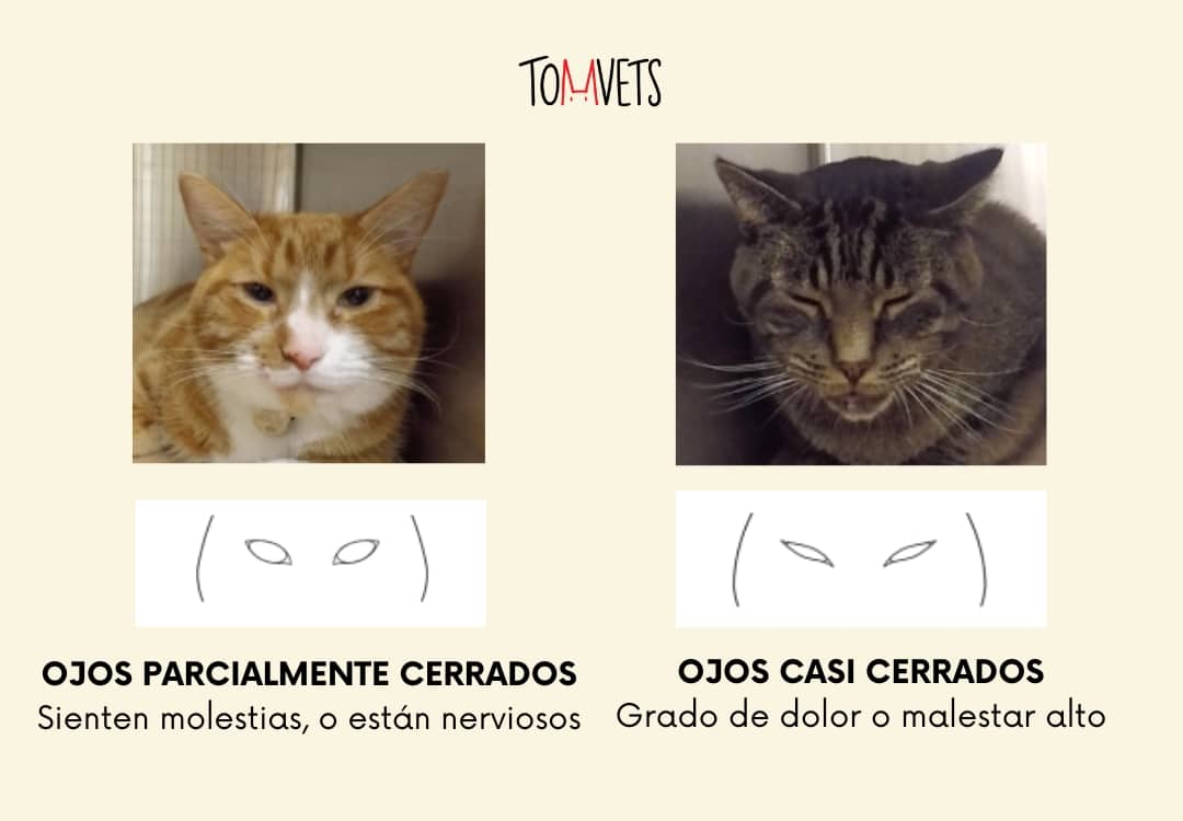 Señales de dolor en gato segun sus ojos y vibrisas - TomVets veterinario a domicilio Barcelona