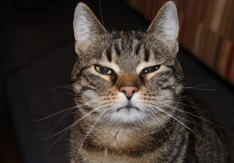 Señales de dolor en gato segun sus ojos y vibrisas - TomVets