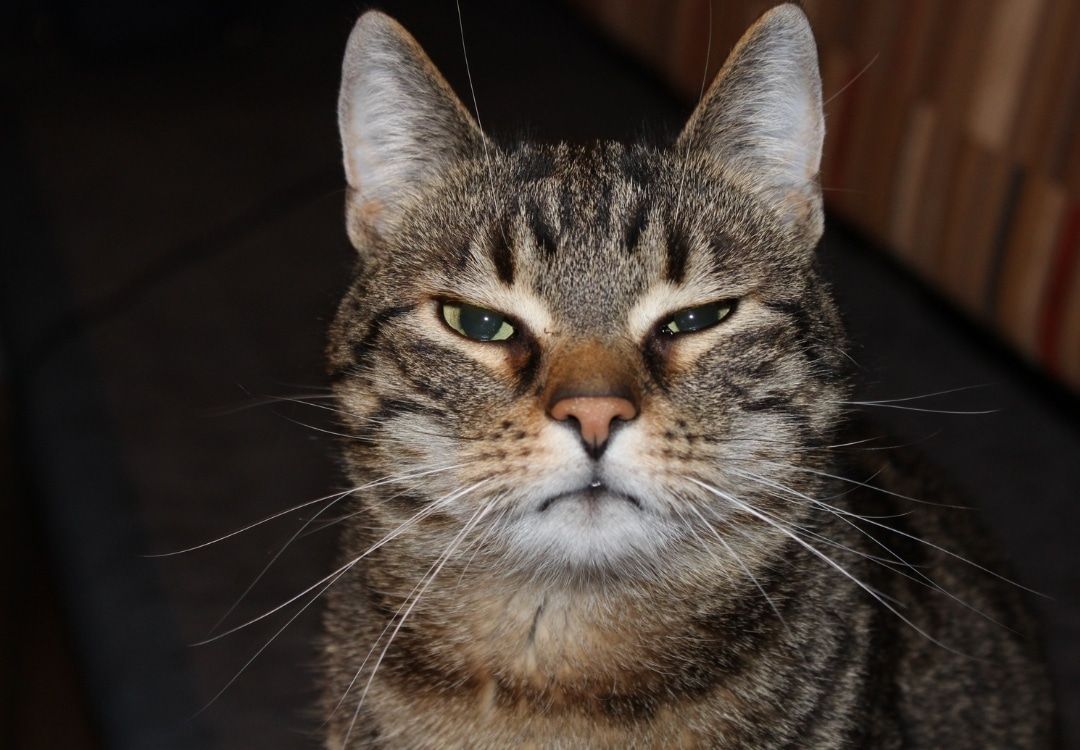 Señales de dolor en gato segun sus ojos y vibrisas - TomVets