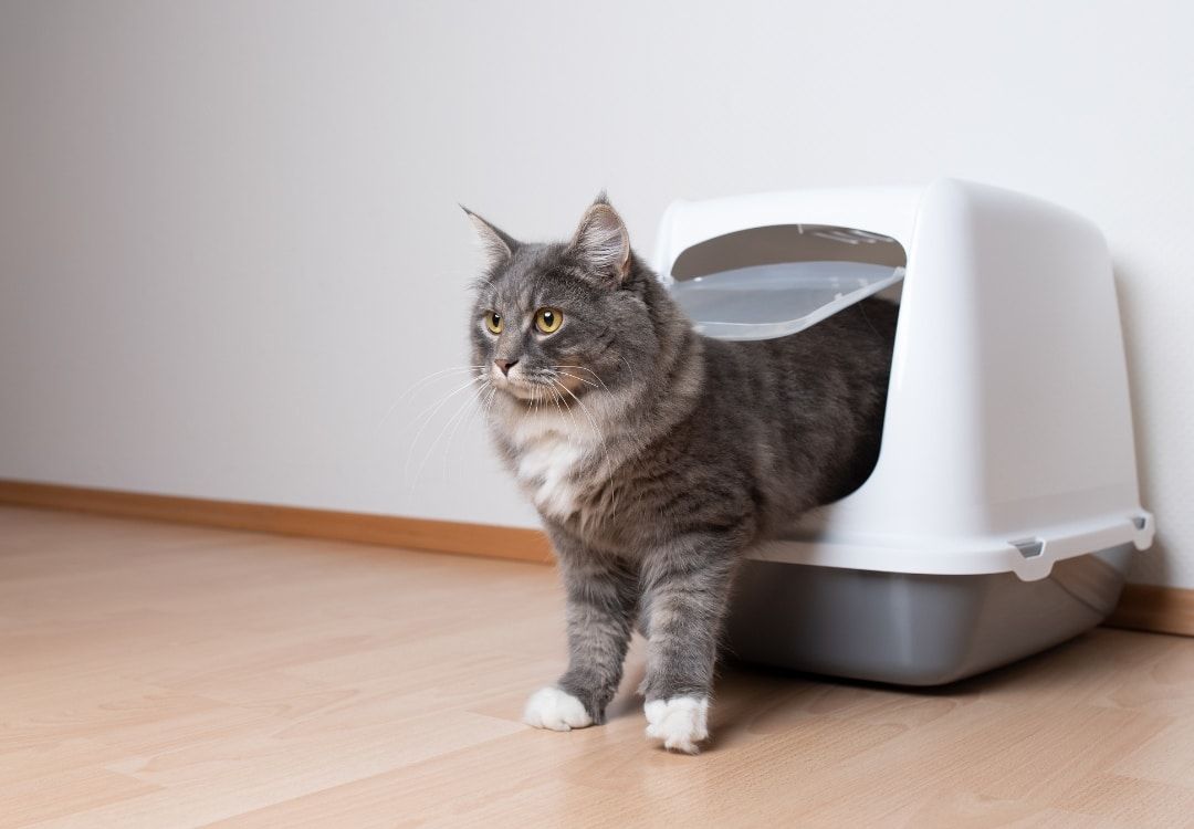 Mi gato hace pipí fuera del arenero, ¿por qué