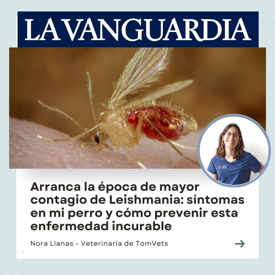 Leishmania - TomVets veterinario a domicilio
