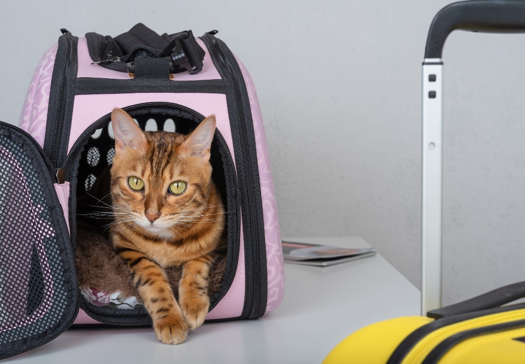 Viajar con perro o gato a Colombia - TomVets
