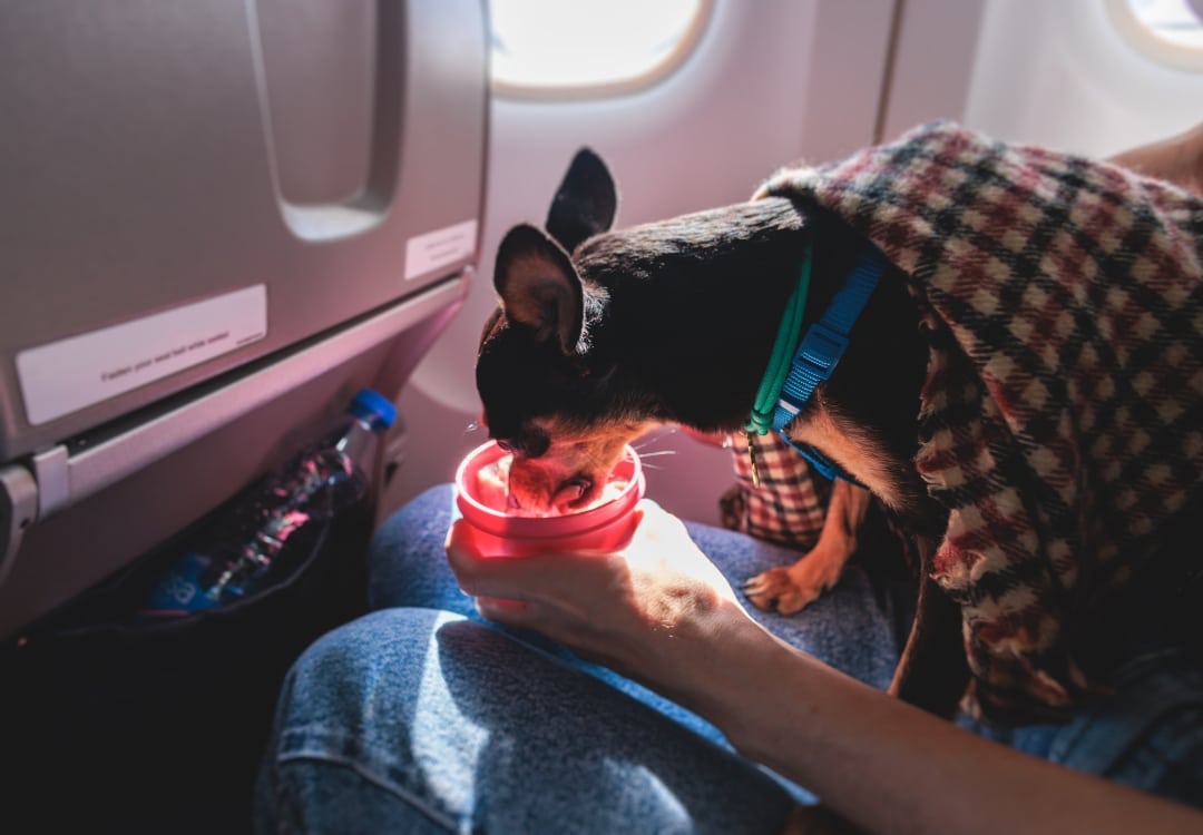 Viajar con perro o gato a Brasil - TomVets