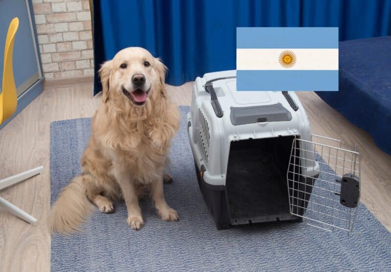Viajar con perro o gato a Argentina - Tomvets