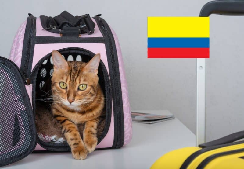 Viajar con perro o gato a Colombia - Tomvets