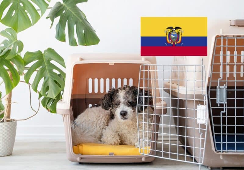 Viajar con perro o gato a Ecuador - TomVets
