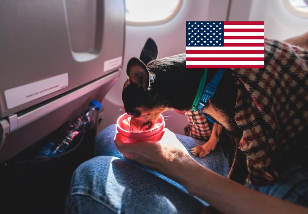 Viajar con perro o gato a Estados Unidos - TomVets