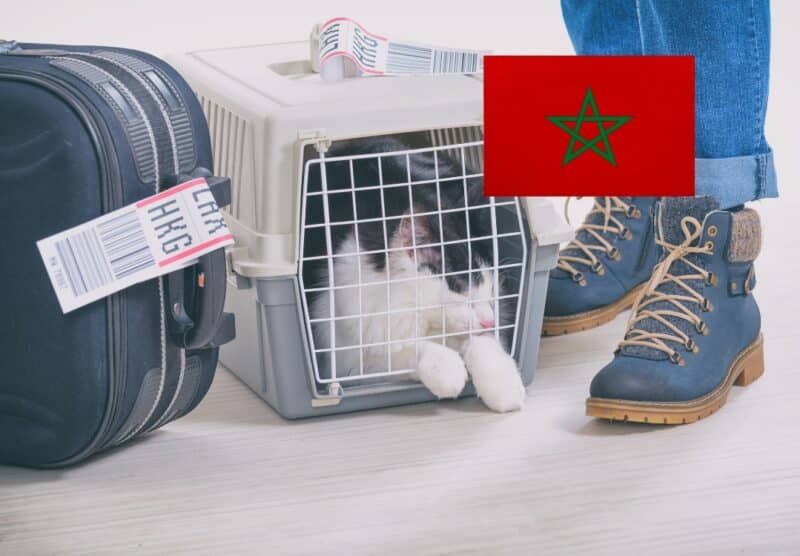Viajar con perro o gato a Marruecos - Tomvets