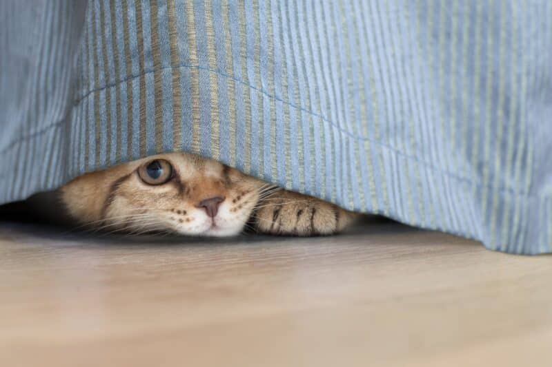 Estres en tu gato señales