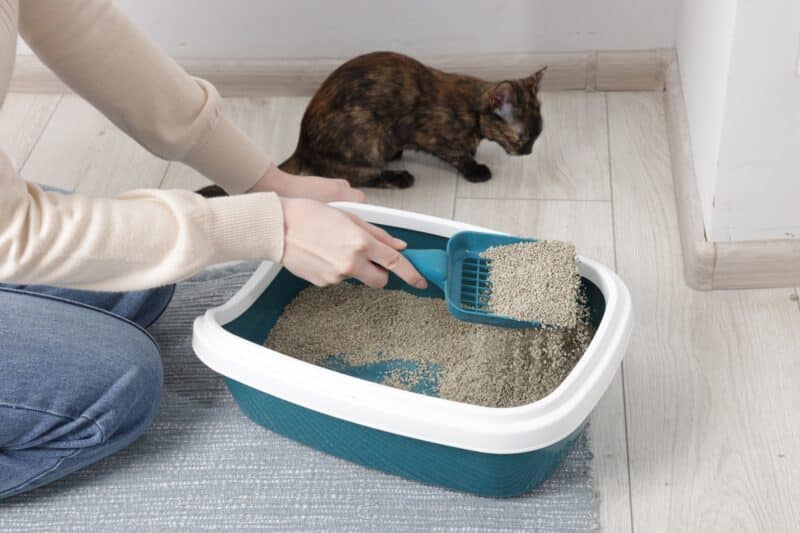 Como limpiar correctamente el arenero de tu gato